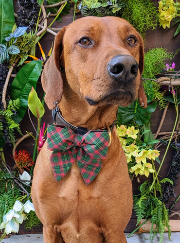 Koa's Ruff Life, Koa in a large Christmas plaid sailor bow for dogs personalized with your pup's name