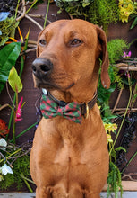 Load image into Gallery viewer, Koa&#39;s Ruff Life, Koa in a large christmas plaid bow tie for dogs personalized with your pup&#39;s name
