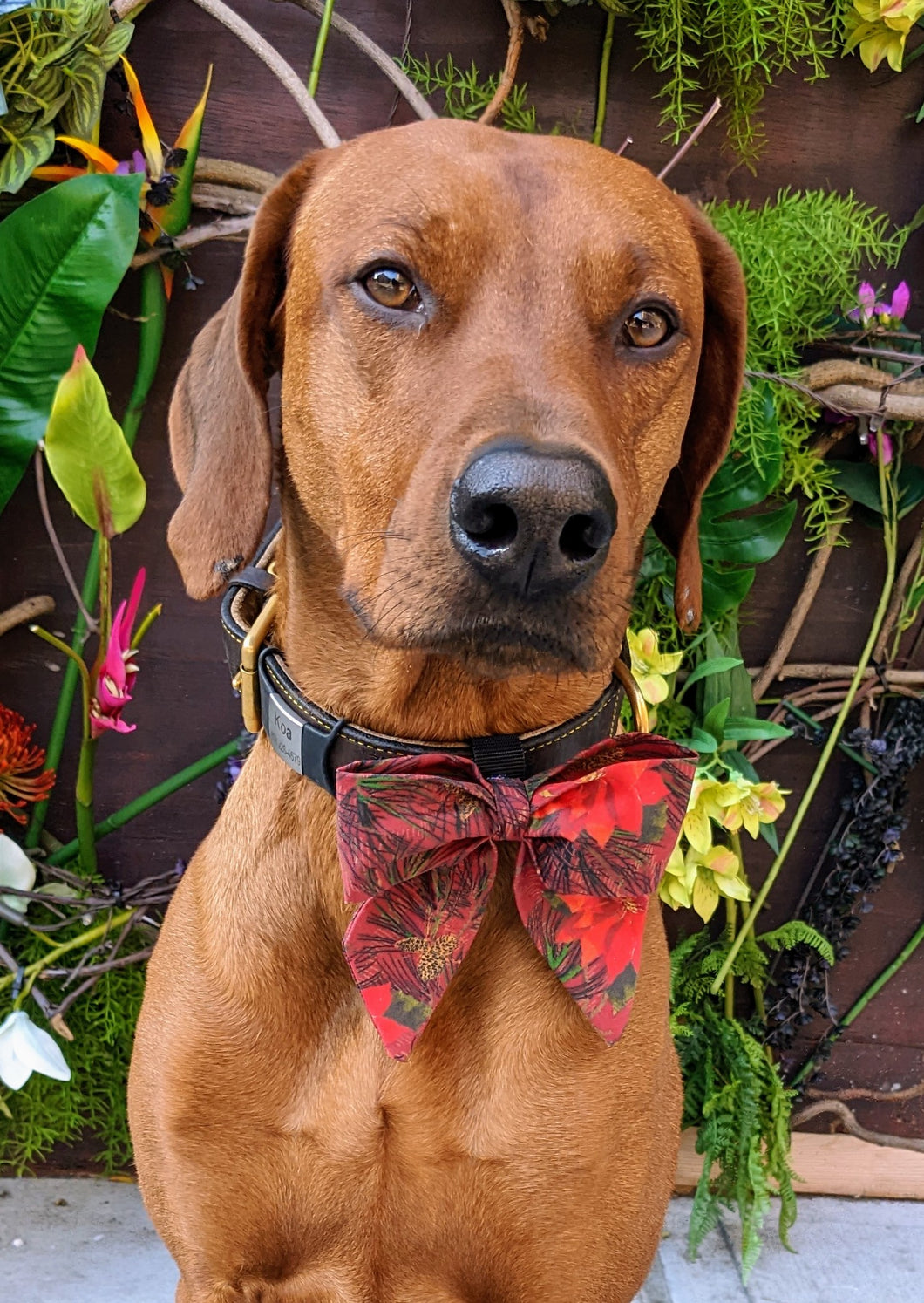Koa's Ruff Life, Koa in a large poinsettia sailor bow for dogs personalized with your pup's name