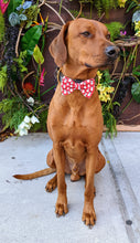 Load image into Gallery viewer, Koa&#39;s Ruff Life, Koa in a large red snowman bow tie for dogs
