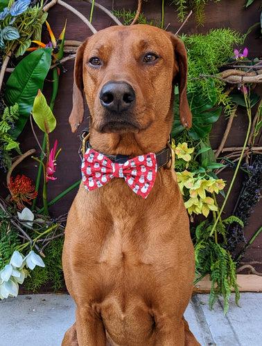 Koa's Ruff Life, Koa in a large red snowman bow tie for dogs