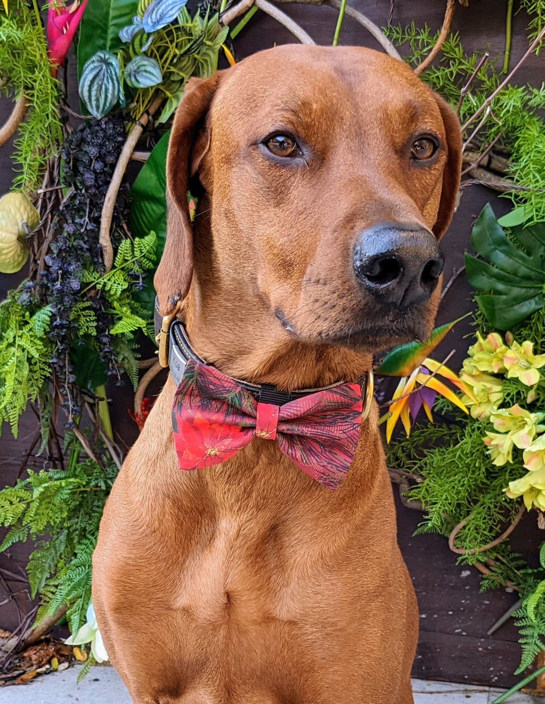 Koa's Ruff Life, Koa in a large red poinsettia bow tie for dogs personalized with your pup's name