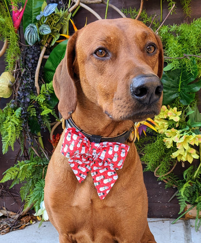 Koa's Ruff Life, Koa in a large red snowman sailor bow for dogs a