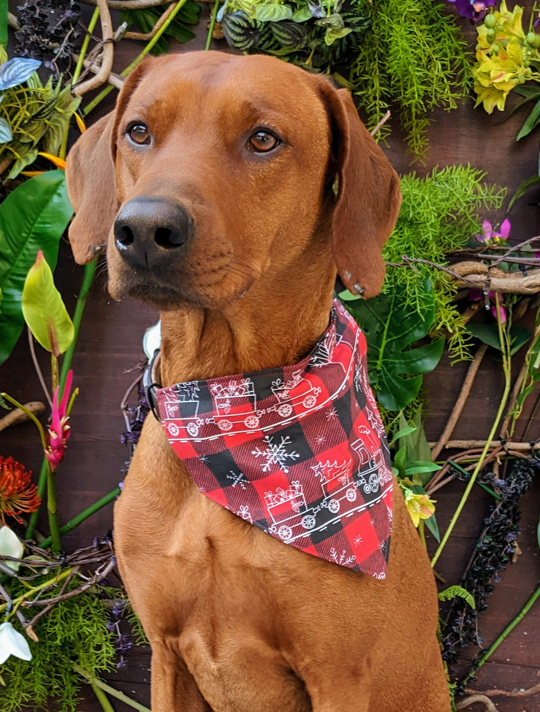 Koa's Ruff Life, Koa in a large red plaid Christmas train bandana for dogs