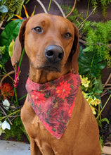 Load image into Gallery viewer, Koa&#39;s Ruff Life, Koa in a large poinsettia bandana for dogs, personalized with your pup&#39;s name
