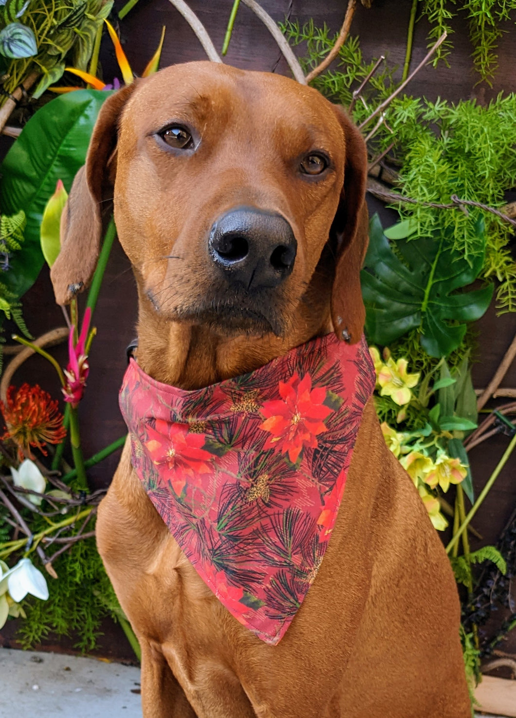 Koa's Ruff Life, Koa in a large poinsettia bandana for dogs, personalized with your pup's name