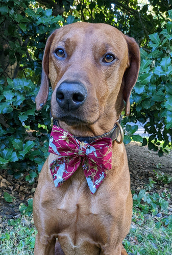 Koas' Ruff Life, Koa in a large asian themed sailor bow for dog