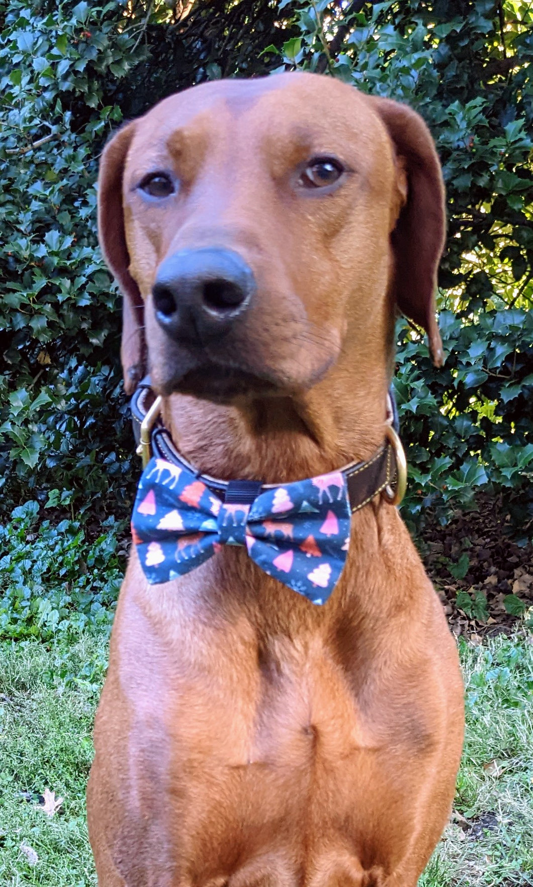 Koa's Ruff Life, Koa in a large reindeer woodland bow tie for dogs