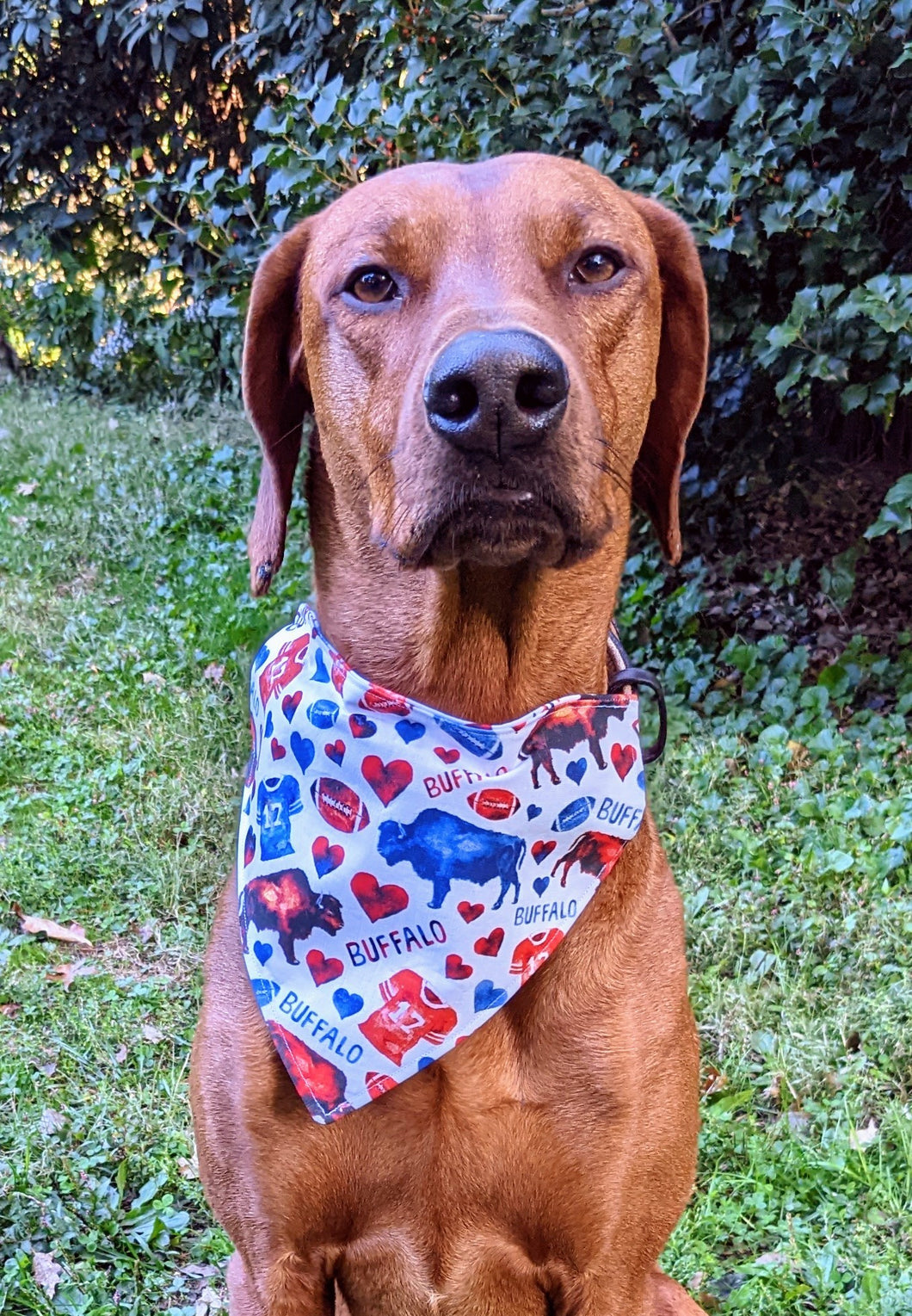 Koa's Ruff Life, Koa in a large buffalo football bandana for dogs