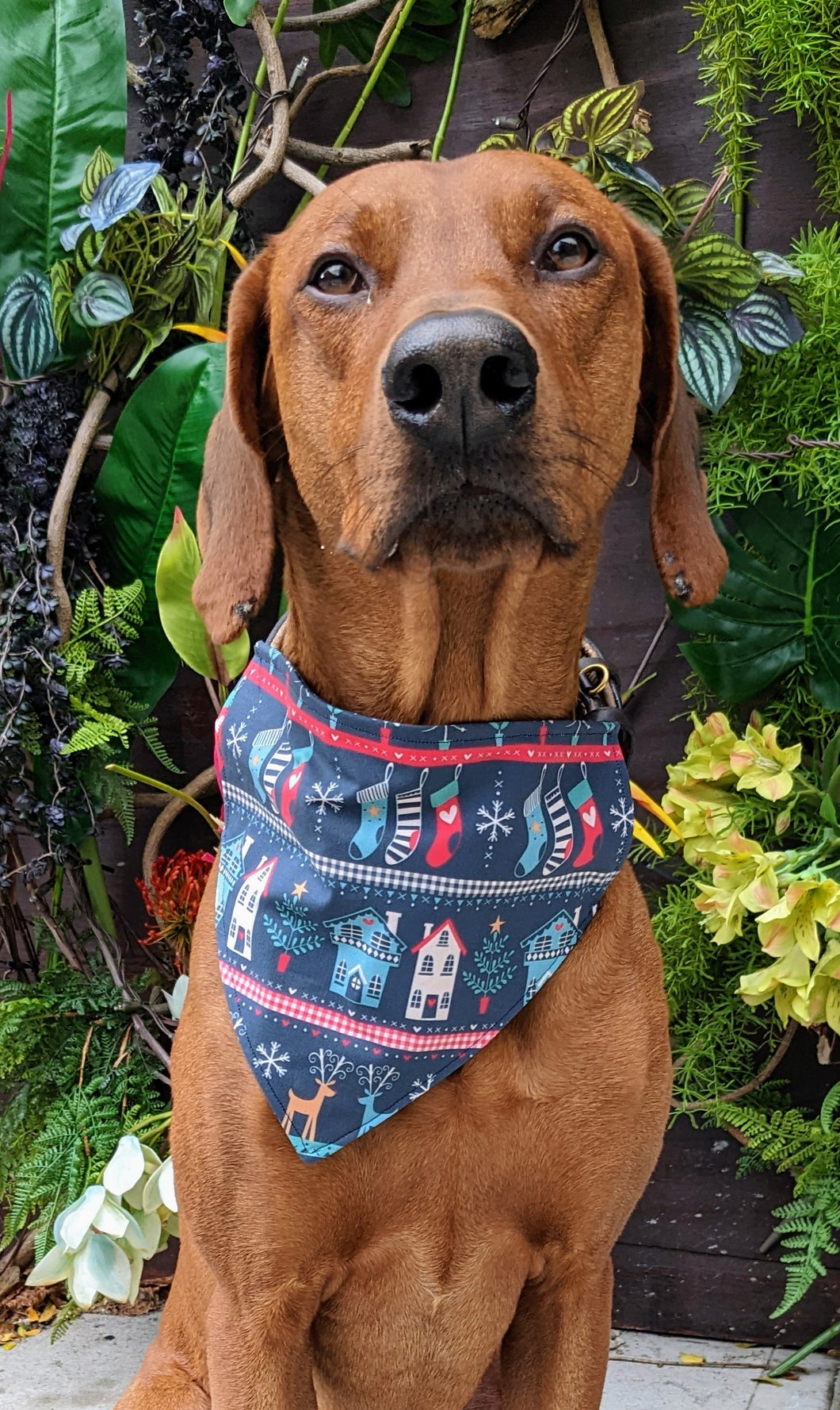 Koa's Ruff Life, Koa in a large vintage nordic Christmas bandana for dogs
