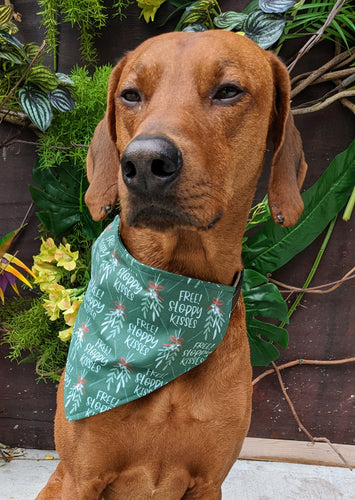 Koa's Ruff Life, Koa in a large mistletoe dog kisses bandana for dogs personalized with your pups name