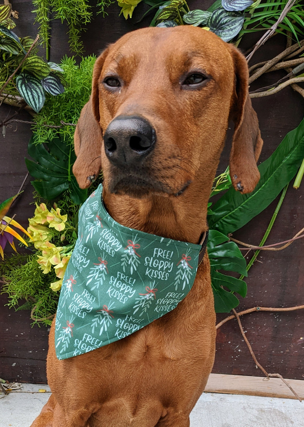 Koa's Ruff Life, Koa in a large mistletoe dog kisses bandana for dogs personalized with your pups name