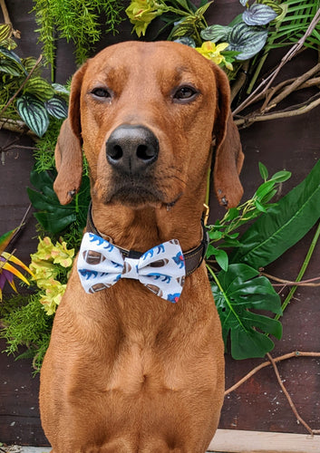 Koa's Ruff Life, Koa in a large Buffalo football bow tie for dogs