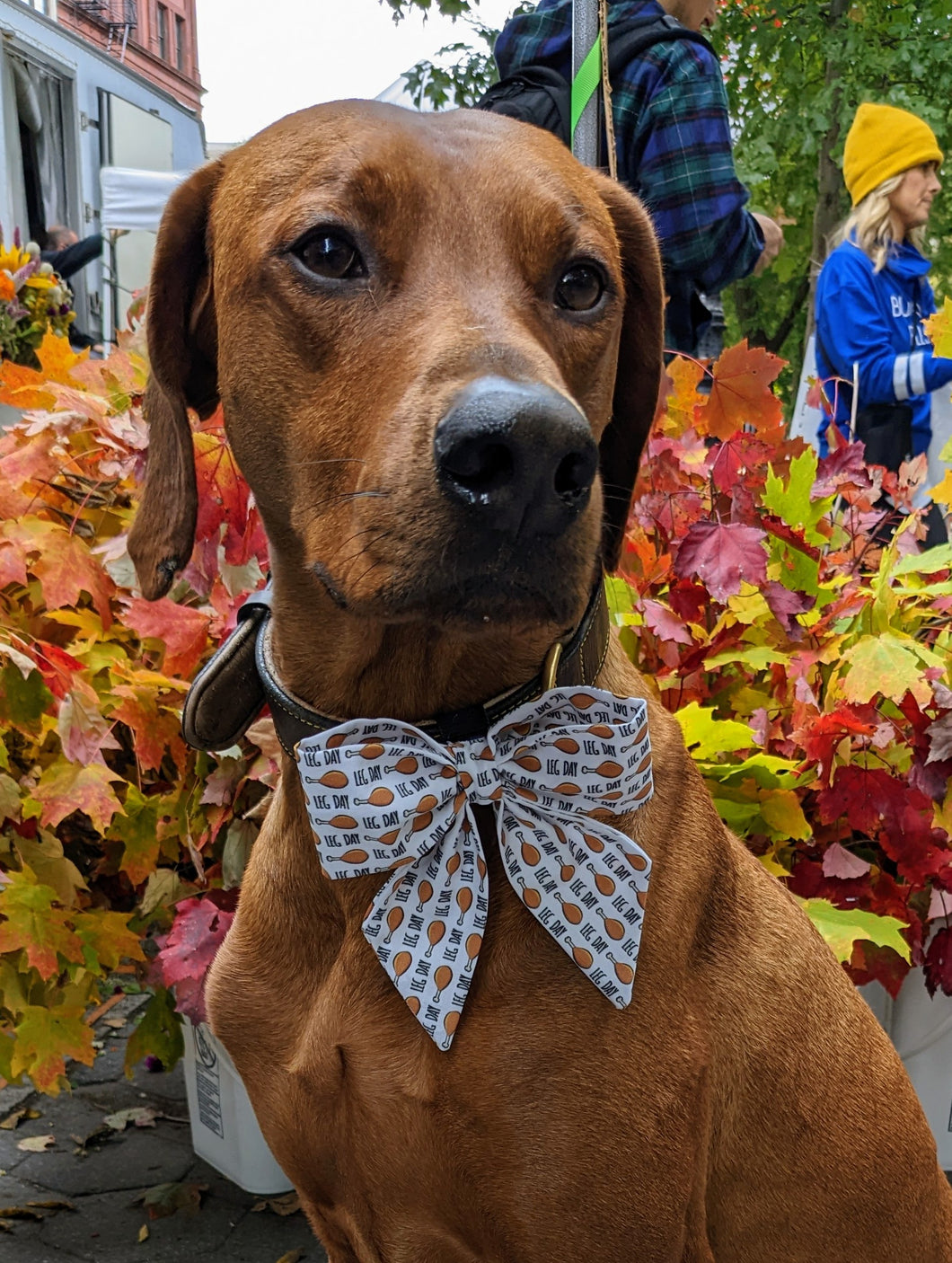 Koa's Ruff Life, Koa in a large leg day sailor bow for dogs, perfect for Thanksgiving festivities