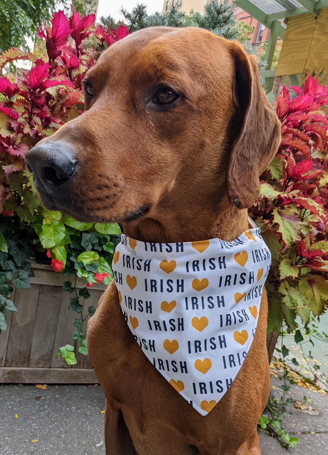 Koa's Ruff Life, Koa in a large love Irish bandana for dogs, personalized wit your pup's name