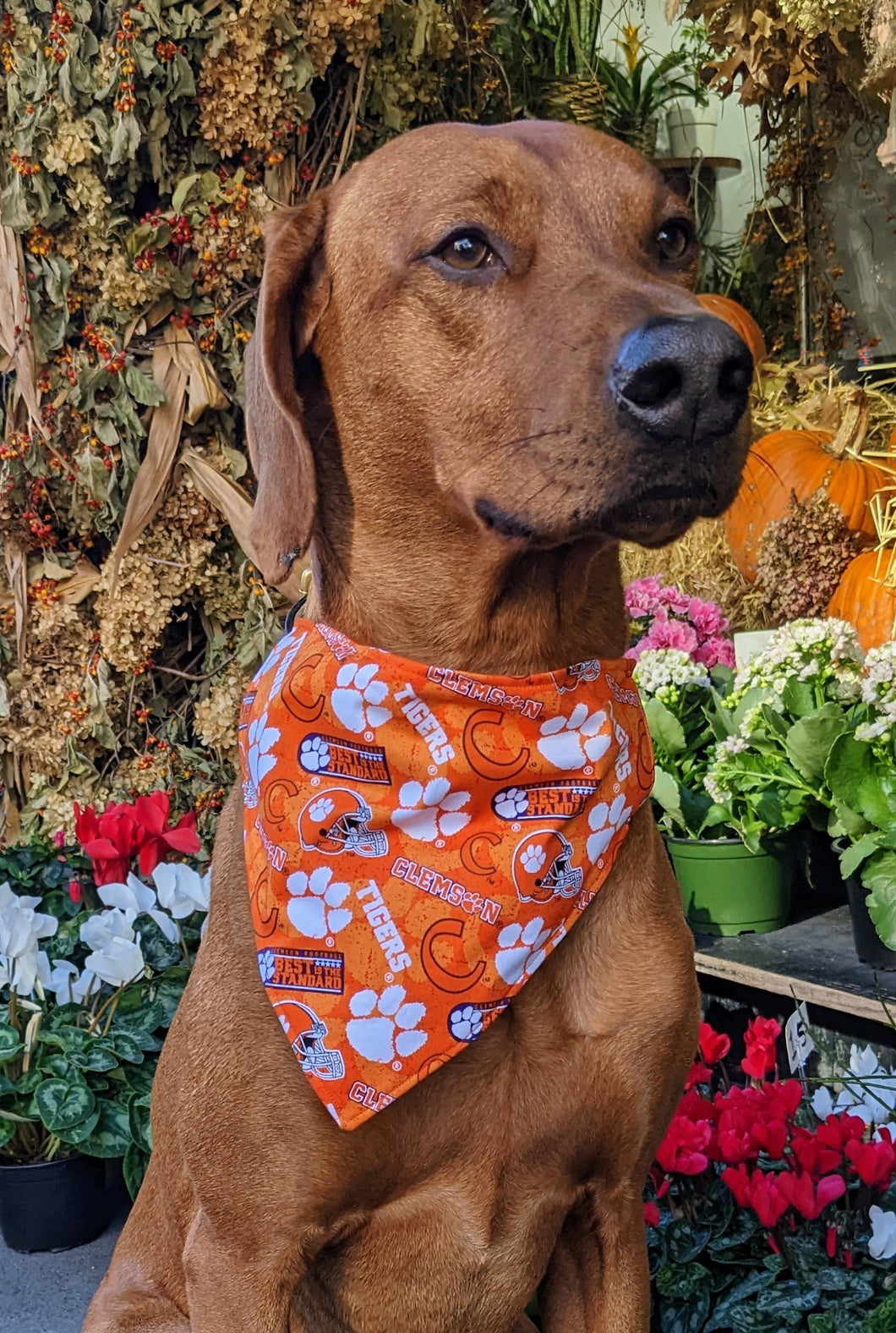 Koa's Ruff Life, Koa in a large orange Clemson Tigers football bandana for dogs