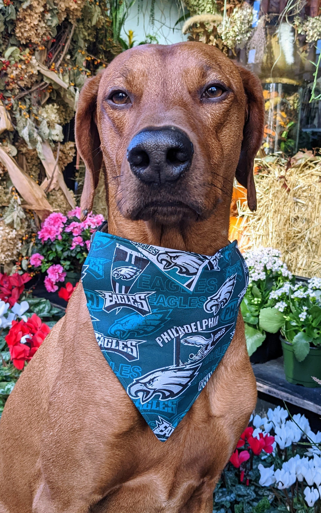 Koa's Ruff Life, Koa in a large Philadelphia Eagles green bandana for dogs