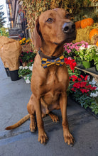 Load image into Gallery viewer, Koa&#39;s Ruff Life, Koa in a large Notre Dame blue and gold checkerboard bow tie for dogs. Personalized with your pup&#39;s name.

