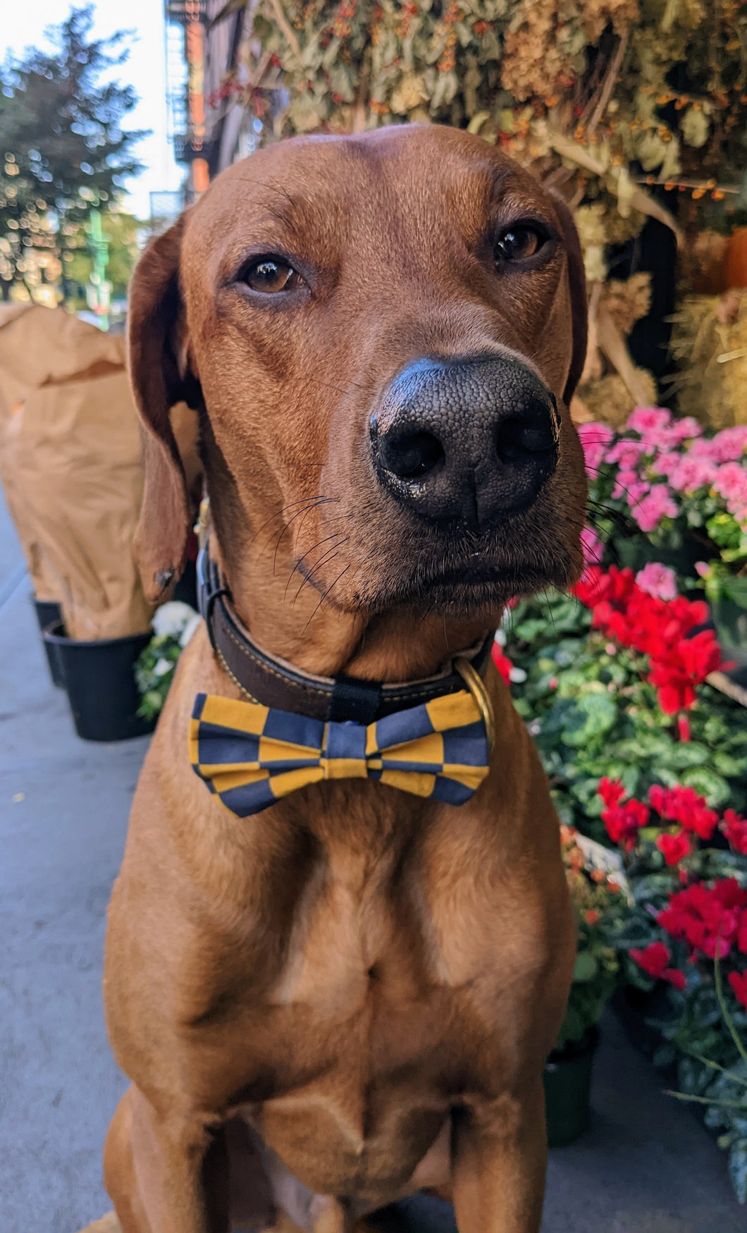 Koa's Ruff Life, Koa in a large Notre Dame blue and gold checkerboard bow tie for dogs. Personalized with your pup's name.