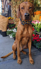 Load image into Gallery viewer, Koa&#39;s Ruff Life, Koa in a large Notre Dame fighting Irish bow tie for dogs, personalized with your dogs name.
