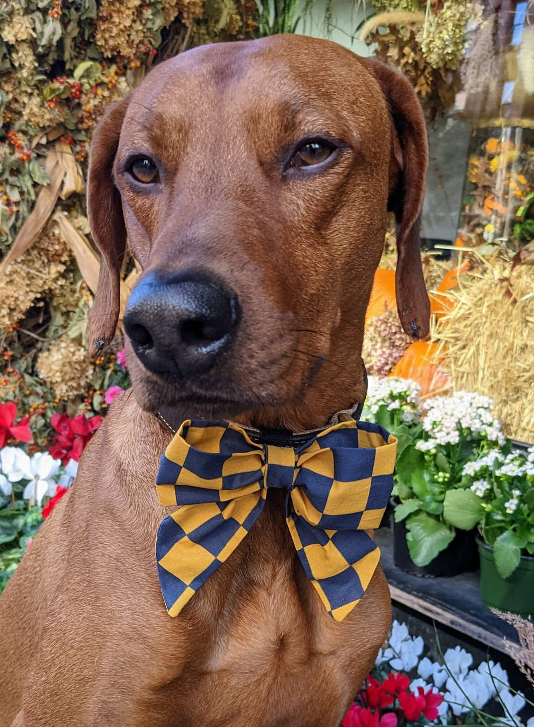 Koa's Ruff Life, Koa in a large Notre Dame blue and gold checkerboard sailor bow for dogs. Personalized with your pup's name!
