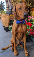 Load image into Gallery viewer, Koa&#39;s Ruff Life, Koa in a large blue Buffalo Bills bow tie for dogs.
