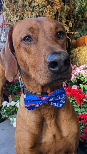 Koa's Ruff Life, Koa in a large blue Buffalo Bills bow tie for dogs.