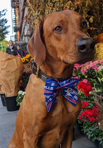 Koa's Ruff Life, Koa in a large Buffalo Bills sailor bow for dogs.