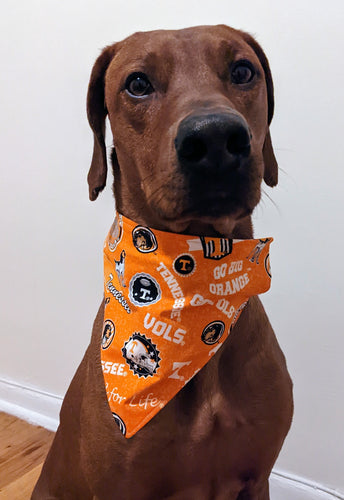 Koa's Ruff Life, Koa in a large orange Tennessee Volunteers bandana