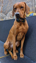 Load image into Gallery viewer, Koa&#39;s Ruff Life, Koa in a large mardi gras abstract bow tie personalized with your pups name
