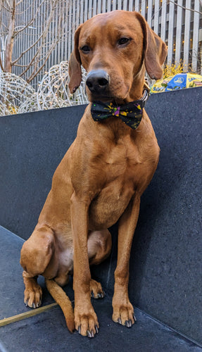 Koa's Ruff Life, Koa in a large mardi gras abstract bow tie personalized with your pups name