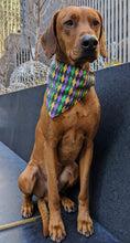 Load image into Gallery viewer, Koa&#39;s Ruff Life, Koa in a large mari gras argyle bandana personalized with your pups name
