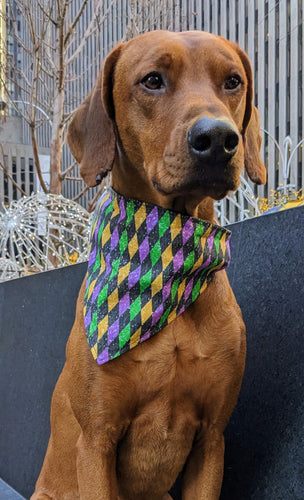 Koa's Ruff Life, Koa in a large mari gras argyle bandana personalized with your pups name