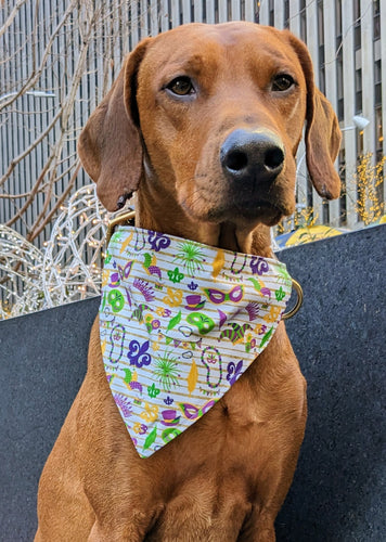 Koa's Ruff Life, Koa in a large Mardi Gras bandana