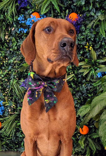 Koa's Ruff Life, Koa in a large mardi gras abstract sailor bow