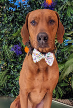 Load image into Gallery viewer, Koa&#39;s Ruff Life, Koa in a large white mardi gras celebration bow tie
