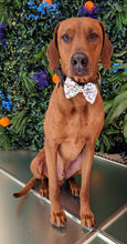 Load image into Gallery viewer, Koa&#39;s Ruff Life, Koa in a large white mardi gras celebration bow tie
