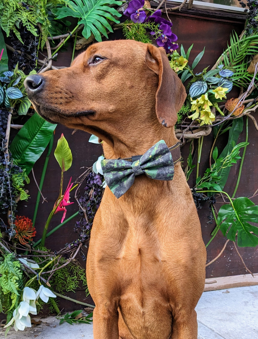 Koa's Ruff Life, Koa in a large southern camouflage bow tie