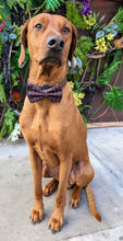 Load image into Gallery viewer, Koa&#39;s Ruff Life, Koa in a large southern crawfish bow tie
