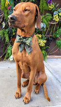 Load image into Gallery viewer, Koa&#39;s Ruff Life, Koa in a large southern camouflage sailor bow
