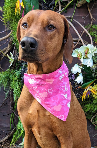 Koa's Ruff Life, Koa in a large lots of log dog bandana personalized with your pup's name