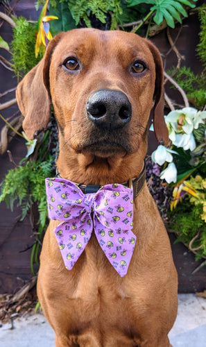 Koa's Ruff Life, Koa in a large purple bee mine sailor bow
