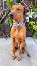 Load image into Gallery viewer, Koa&#39;s Ruff Life, Koa in a large BFF heart bow tie
