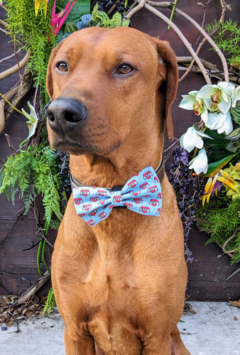 Koa's Ruff Life, Koa in a large BFF heart bow tie