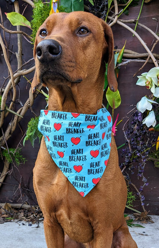 Koa's Ruff Life, Koa in a large blue heart breaker bandana