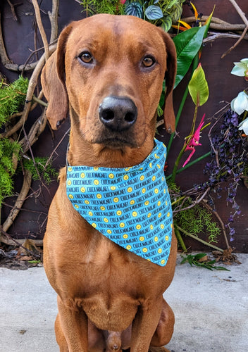 Koa's Ruff Life, Koa in a large blue chick magnet bandana