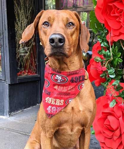Koa's Ruff Life, Koa in a large red San Francisco 49ers bandana