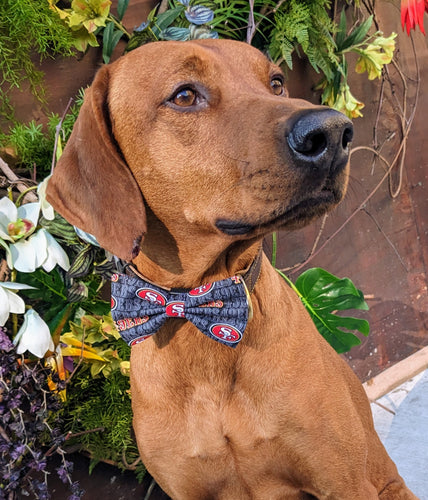 Koa's Ruff Life, Koa in a large black San Francisco 49ers bow tie for dogs