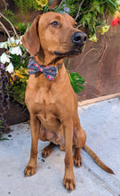 Load image into Gallery viewer, Koa&#39;s Ruff Life, Koa in a large black San Francisco 49ers bow tie for dogs
