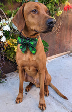 Load image into Gallery viewer, Koa&#39;s Ruff Life, Koa in a large lucky Irish sailor bow personalized with your pup&#39;s name
